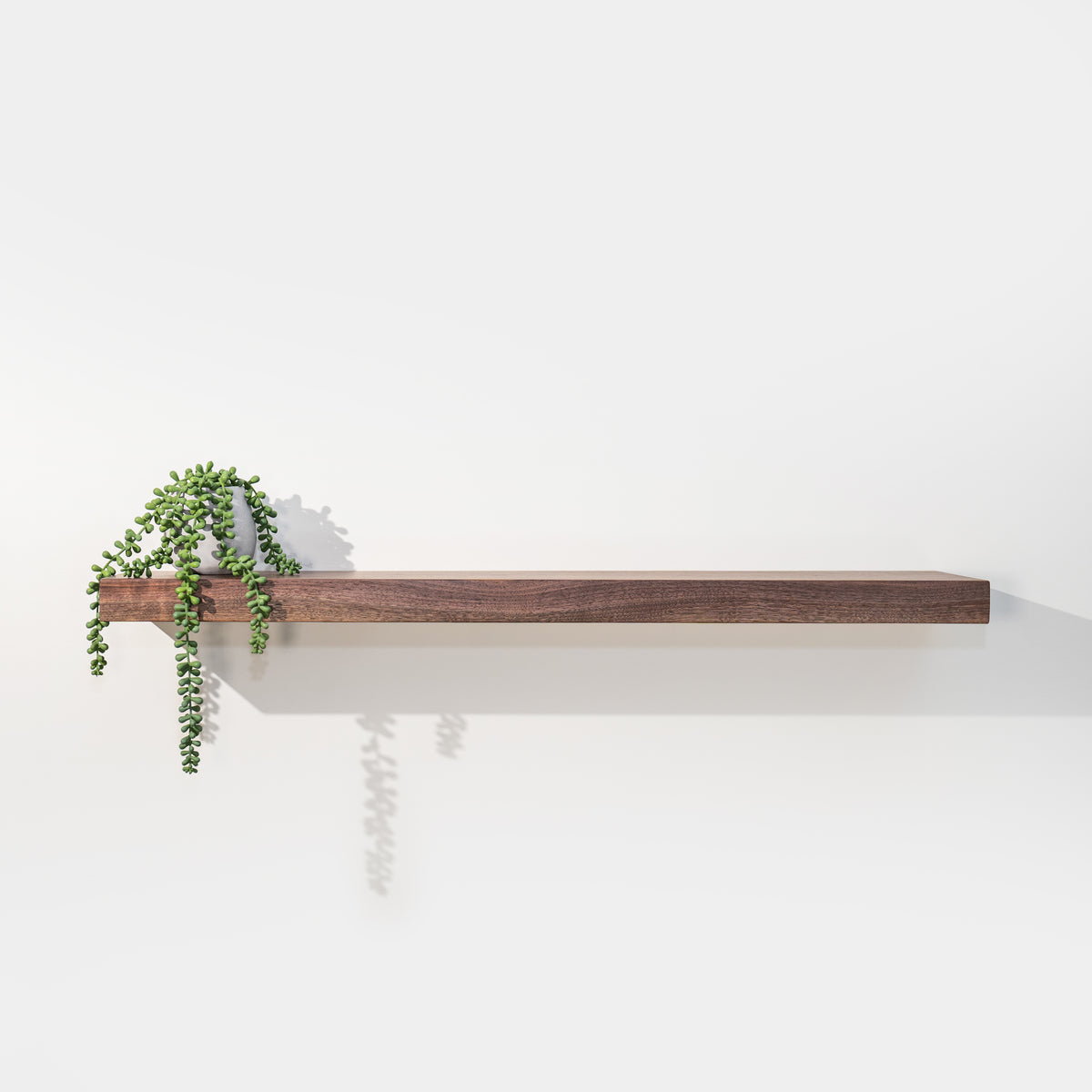 Solid black walnut floating shelf with a trailing plant on a white wall